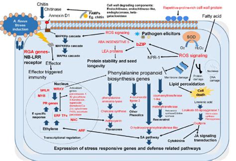 Representation Of Genespathwaystranscription Factors Identified From