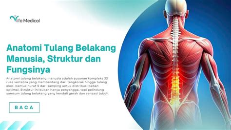 anatomi tulang belakang manusia struktur  fungsinya vlife medical