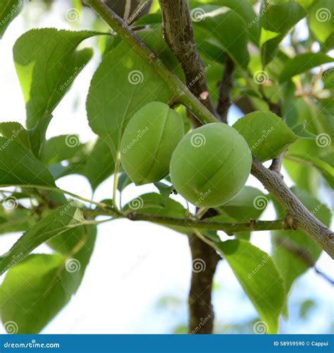 peach tree foliage 2