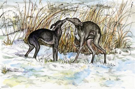 Dog Art Print Italian Greyhound Etsy