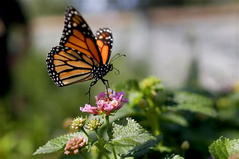 Californias Monarch Butterfly Population Is Critically Low For 2nd