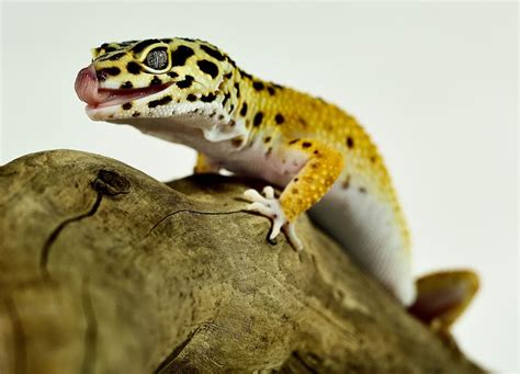 Leopard Geckos: Setting up a Natural Enclosure Like Their Native ...