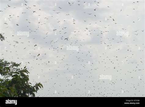 Excrement chauve souris Banque de photographies et dimages à haute