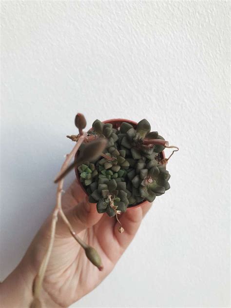 Теневыносливые суккуленты