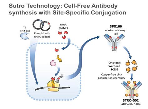 FRα Targeting ADCs for Ovarian cancer Biopharma PEG