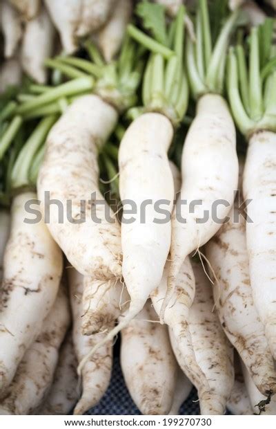 Chinese Radish Oriental Radish Daikon Raphanus Foto De Stock 199270730