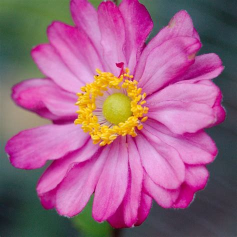 Анемона Памина - фото и описание в каталоге питомника