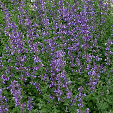 Nepeta Six Hills Giant John Cullen Gardens