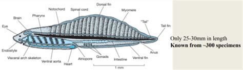 Comparative Anatomy Lecture Flashcards Quizlet