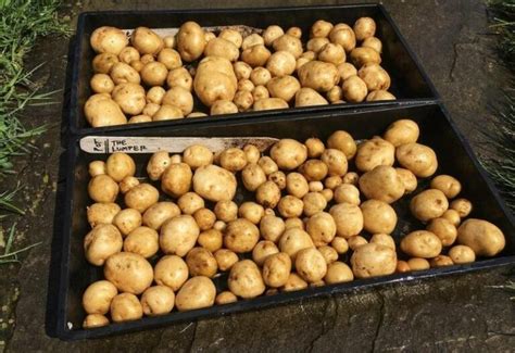 10 Best Heirloom Potato Varieties to Grow & What Makes Them So Special