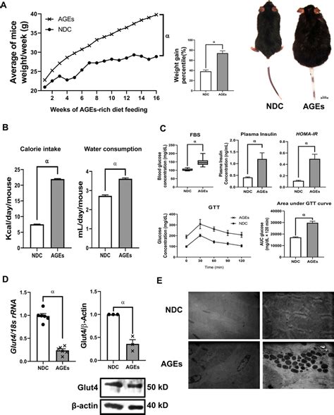 Induction Of Obesity And T2dm In Mice According To The Morphological