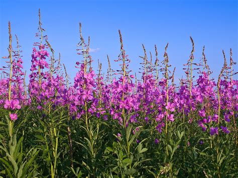 Саженцы в приморье с питомника (Владивосток-Артем) ЛПХ Суражевский