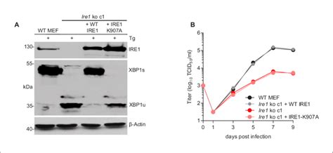 The RNase function of IRE1 is required for efficient MCMV replication.... | Download Scientific ...