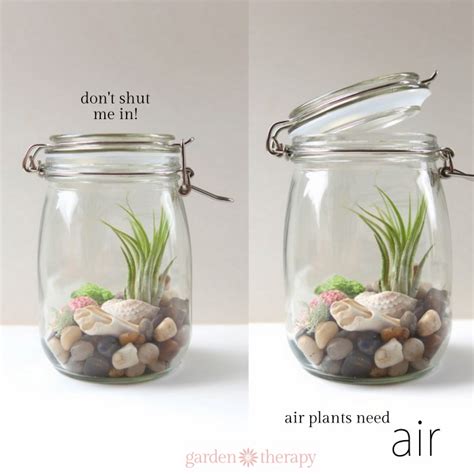 How to Keep Air Plants Alive and Healthy (They Might Even Bloom ...