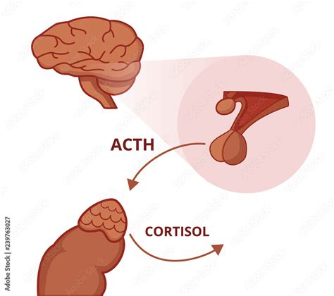 Pituitary And Adrenal Gland Adrenocorticotropic Hormone Function Stock