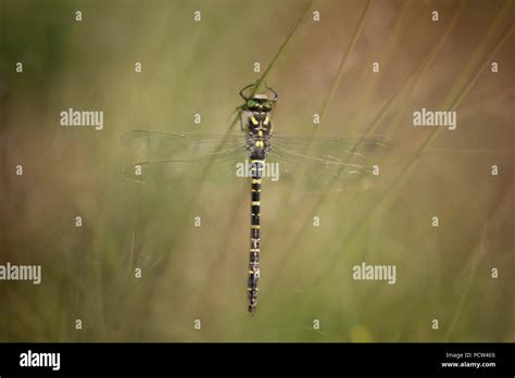 Golden ringed dragonfly Stock Photo - Alamy