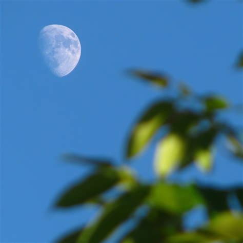 Moon gardening - how to garden with the phases of the moon