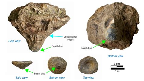 Fossil of the month: Conostichus