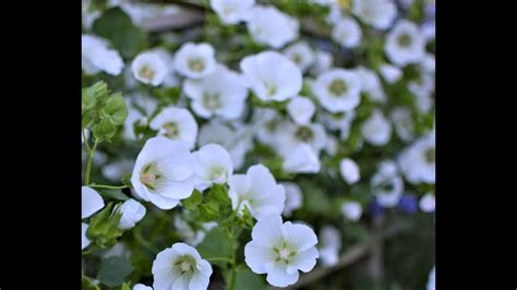 Malope Trifida Grow A Long YouTube