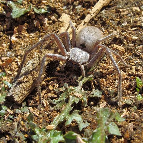 Huntsman Spider