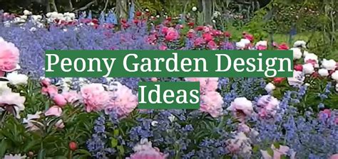 Peony Garden Design Ideas - GardenProfy