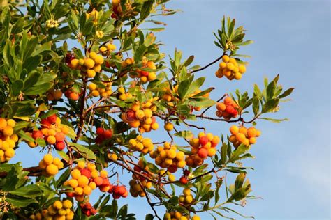 Arbutus Unedo Or Strawberry Tree Fruits Lavagna Liguria Italy