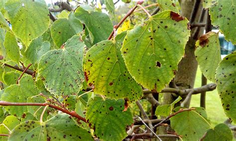Бурая пятнистость - Способы лечения -Студия ландшафтного дизайна