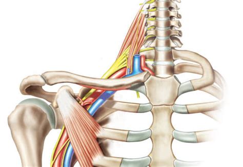 Our Approach To Brachial Plexus Surgery Johns Hopkins Peripheral
