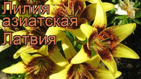 Лилия азиатская Латвия (lilium) 🌿 азиатская лилия Латвия обзор: как ...