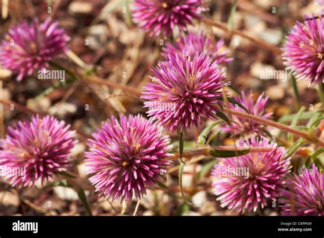 Roadside Flowers Northern Territory Australia Stock Photo Alamy