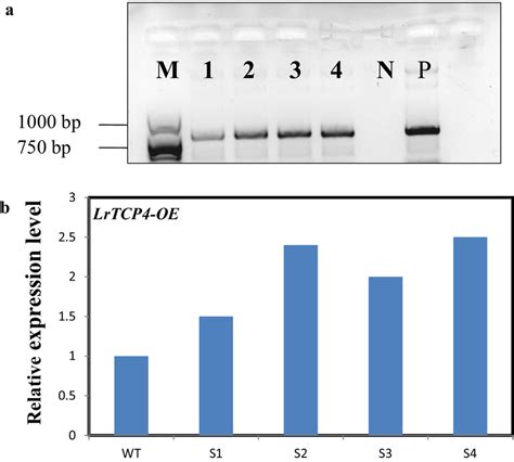 Identification of positive transgenic lines (a) and evaluation of ...