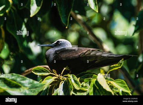 White Capped Noddy Or Black Noddy Terns Anous Minutus Nests By The