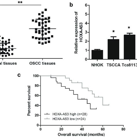 HOXA AS3 Expression Is Upregulated In OSCC Tissues And Cell Lines A