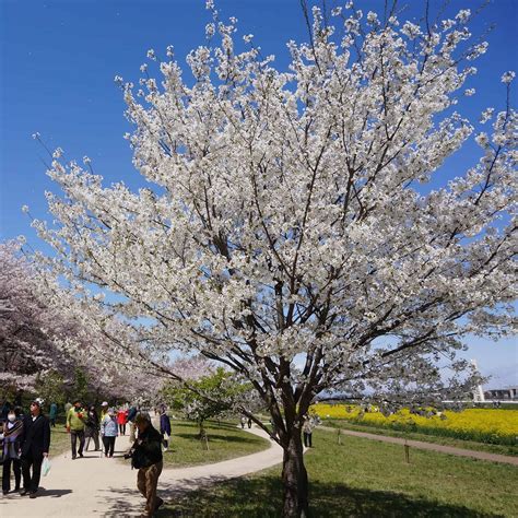 cherry blossom tree yoshino 4