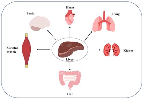 Critical Overview of Hepatic Factors That Link Non-Alcoholic Fatty