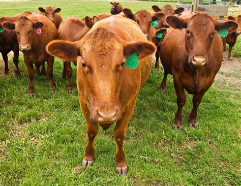 Opinion | The (Fake) Meat Revolution - The New York Times