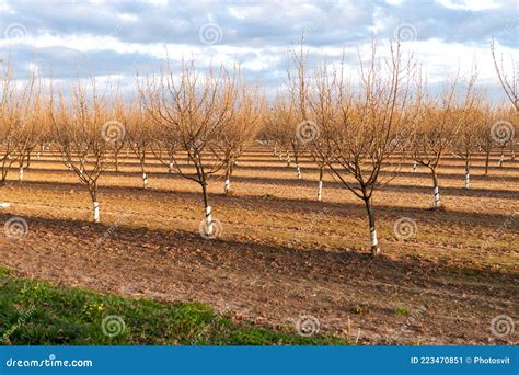Orchard With Naked Trees Plantation Landscape Cultivation Stock Image Image Of Orchard Grove