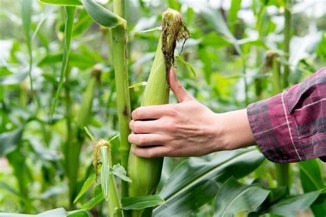 how to know when to pick sweet corn