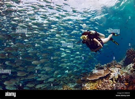 Eine Tauchen Mädchen im Bikini schwimmt neben einer Schule Bigeye Trevally Makrelen in den