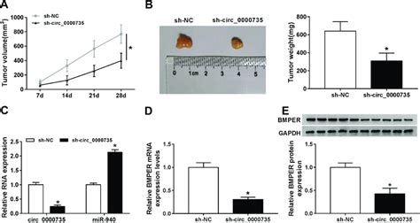 Silencing Of Circ Repressed Tumor Growth In Vivo A The