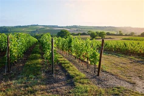 Loire Valley Wine Half Day Tour In Vouvray