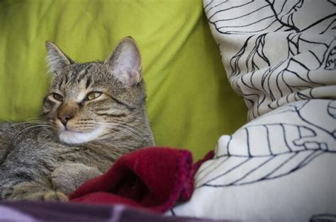 premium photo cat relaxing  bed  home