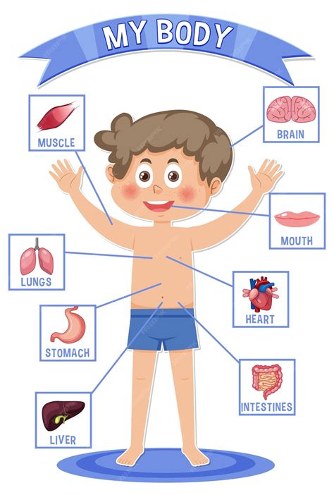 Premium Vector | Internal organs of the body for kids