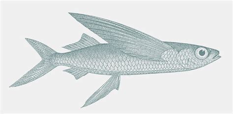 Flyingfish Cypselurus Stock Illustrations – 3 Flyingfish Cypselurus ...