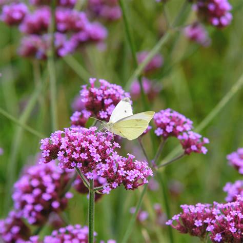 Verbena Bonariensis Plant | ubicaciondepersonas.cdmx.gob.mx
