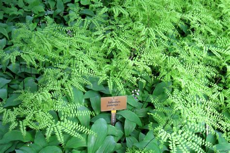 Adiantum pedatum L. – Ballyrobert Gardens