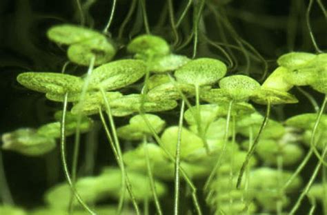 Ряска малая (Lemna minor)