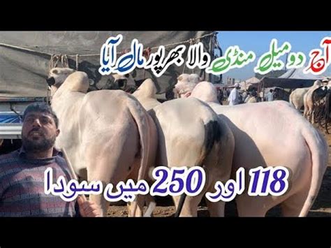 Mandra Mandi Today 2024 Latest Update Ll Domail Mandi Ll Part 1 Ll