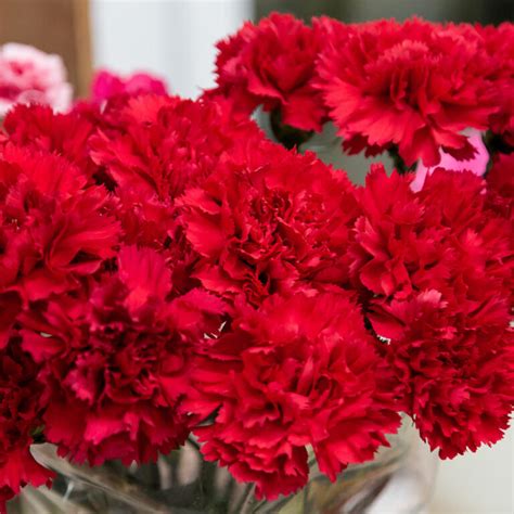 NATIONAL CARNATION DAY - January 29, 2025 - National Today