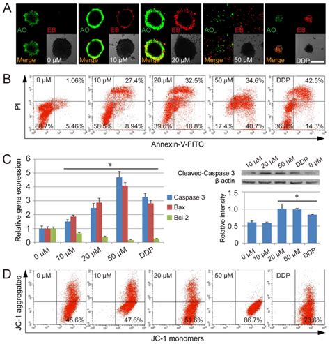 Thioridazine elicits potent antitumor effects in colorectal cancer stem ...